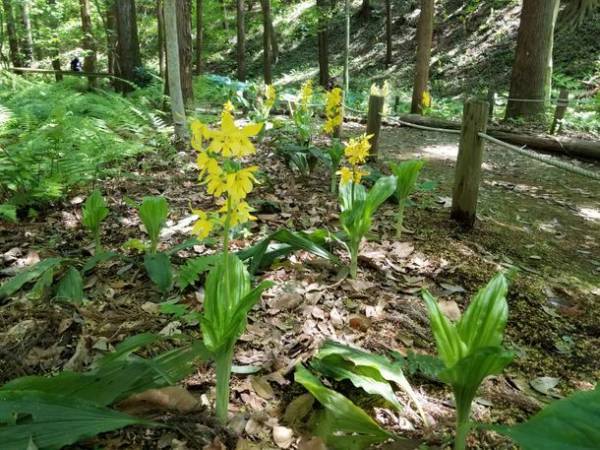 「町田薬師池公園四季彩の杜 春フェア～花の便り～」4月14日(木)～5月8日(日)に開催