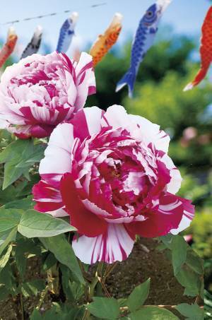 「町田薬師池公園四季彩の杜 春フェア～花の便り～」4月14日(木)～5月8日(日)に開催