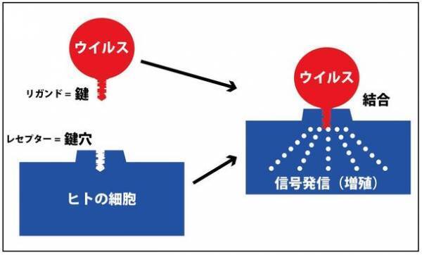 新型コロナウイルスの感染経路トップはエアロゾル感染(空気感染)　感染防止にはJSA規格準拠の次亜塩素酸分子水溶液による空間加湿の有効性が実証されていることを発表