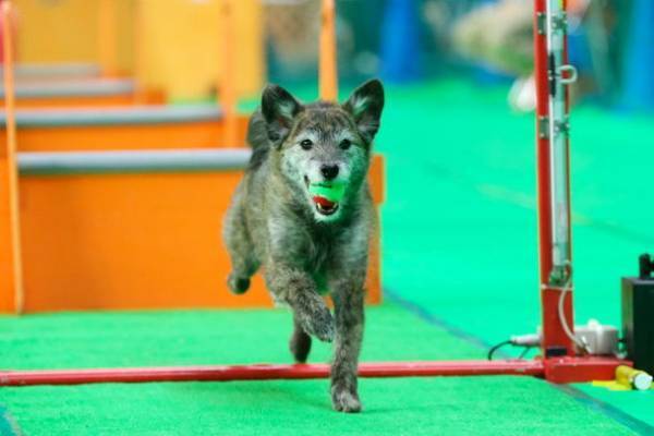 【累計来場者数74万人突破】京セラドーム大阪にペットが大集合！！2022年GWは「みんな大好き!!ペット王国」へ行こう！