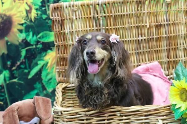 【累計来場者数74万人突破】京セラドーム大阪にペットが大集合！！2022年GWは「みんな大好き!!ペット王国」へ行こう！