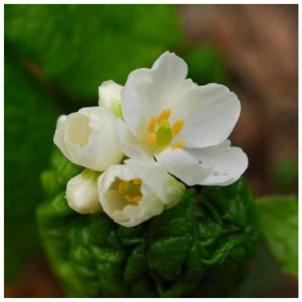 六甲高山植物園 雨に濡れると透ける花「サンカヨウ」が開花しました！