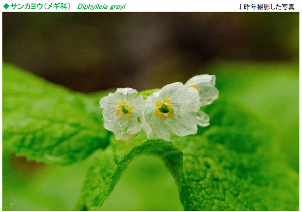 六甲高山植物園 雨に濡れると透ける花「サンカヨウ」が開花しました！