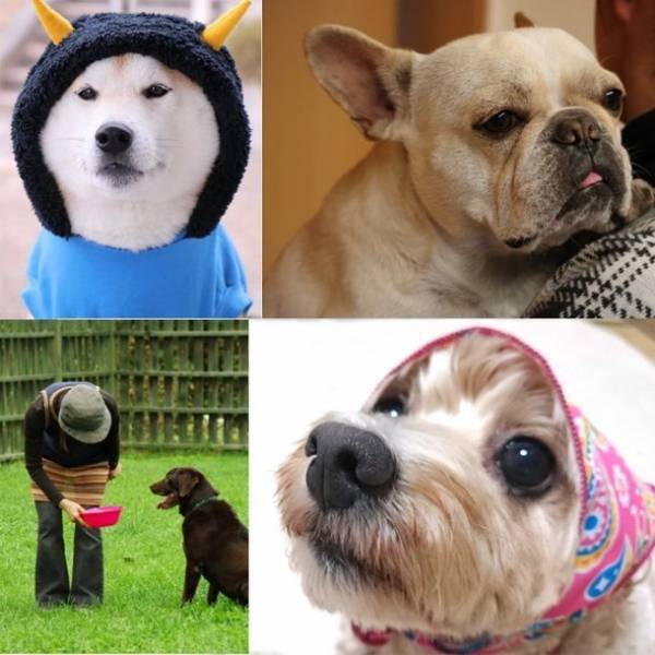 「第三回Petomoフォトコンテスト」4月18日から開催　ペット写真の募集テーマは母の日にちなんで「オカン顔」