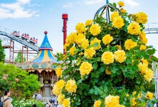 ひらかたパークで4,000株のバラに包まれるひと時を。 3年ぶり「早朝ローズガーデン散策デー」 開催！