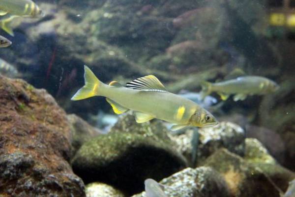 栃木県漁業協同組合連合会による新たな取組み　アユ放流資金をクラウドファンディングで募集