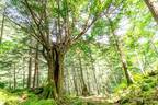 “未来に美しい山林を残したい”持続可能な新しい森林管理方法を実施するため「CAMPFIRE」にて6月15日までプロジェクト実施中