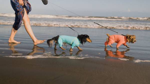 お台場ヴィーナスフォート営業終了に伴い惜しまれつつも閉店した犬専門ブランド「WANDAWAY」が運営を公式オンラインショップへ完全移行　ネット上でいつでも繋がれるファンコミュニティサイトも強化