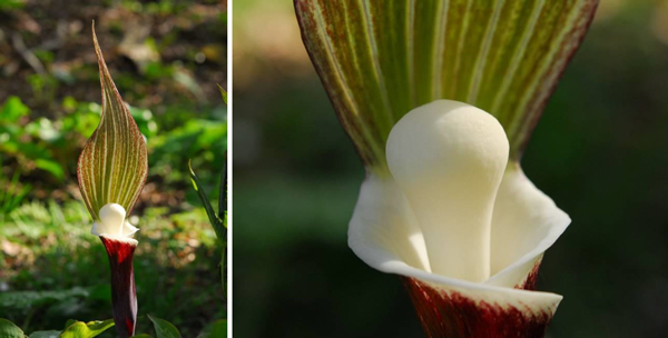 六甲高山植物園　ユニークな姿の人気者「ユキモチソウ」が見頃です！