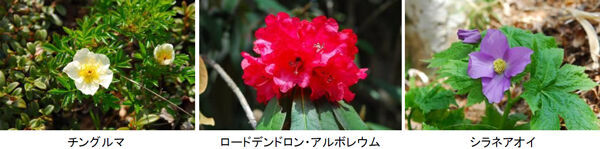 六甲高山植物園　ユニークな姿の人気者「ユキモチソウ」が見頃です！