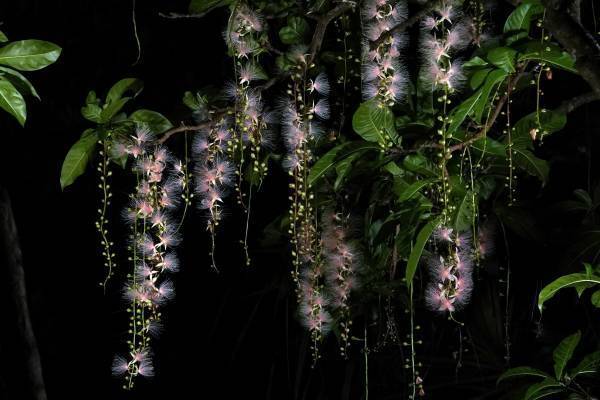 梅雨の季節にも心躍る星空体験を“雲の上にはミルキーウェイ”フェア開催！