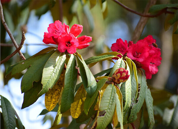 六甲高山植物園 ヒマラヤに咲く深紅のシャクナゲ～ロードデンドロン・アルボレウムが見頃です～