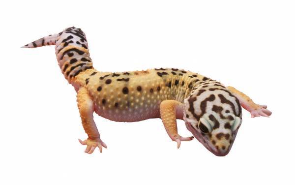 【あべのハルカス近鉄本店】GOGOゴールデンウィーク