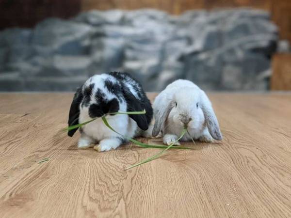 アニミルの代名詞である「昼夜交代制」イベントがバージョンアップ！　～【ビントロング＆キタコアリクイ】の同時展示は日本初(※)の試み～