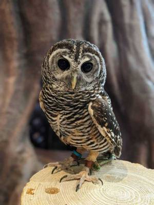 アニミルの代名詞である「昼夜交代制」イベントがバージョンアップ！　～【ビントロング＆キタコアリクイ】の同時展示は日本初(※)の試み～