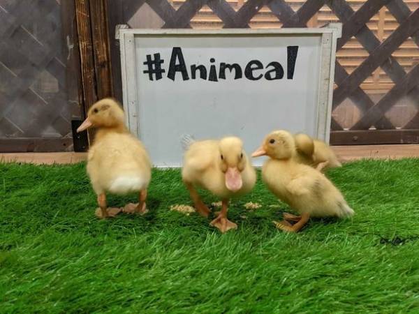 アニミルの代名詞である「昼夜交代制」イベントがバージョンアップ！　～【ビントロング＆キタコアリクイ】の同時展示は日本初(※)の試み～