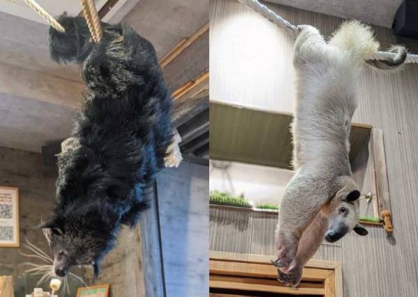 アニミルの代名詞である「昼夜交代制」イベントがバージョンアップ！　～【ビントロング＆キタコアリクイ】の同時展示は日本初(※)の試み～