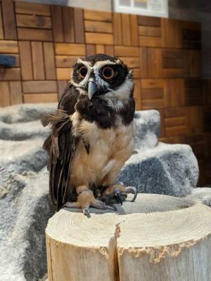 アニミルの代名詞である「昼夜交代制」イベントがバージョンアップ！　～【ビントロング＆キタコアリクイ】の同時展示は日本初(※)の試み～