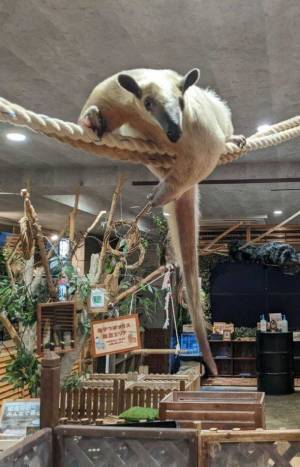 アニミルの代名詞である「昼夜交代制」イベントがバージョンアップ！　～【ビントロング＆キタコアリクイ】の同時展示は日本初(※)の試み～