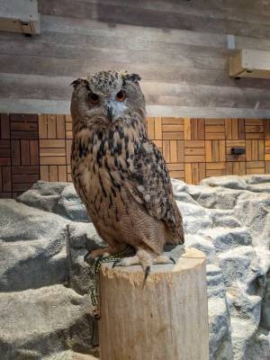 アニミルの代名詞である「昼夜交代制」イベントがバージョンアップ！　～【ビントロング＆キタコアリクイ】の同時展示は日本初(※)の試み～