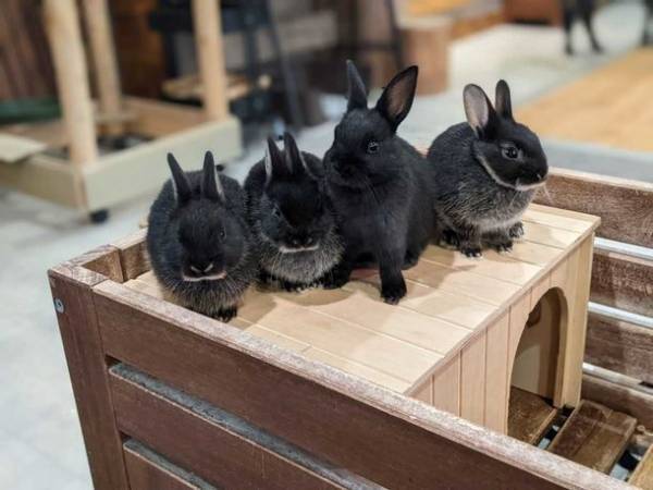 アニミルの代名詞である「昼夜交代制」イベントがバージョンアップ！　～【ビントロング＆キタコアリクイ】の同時展示は日本初(※)の試み～