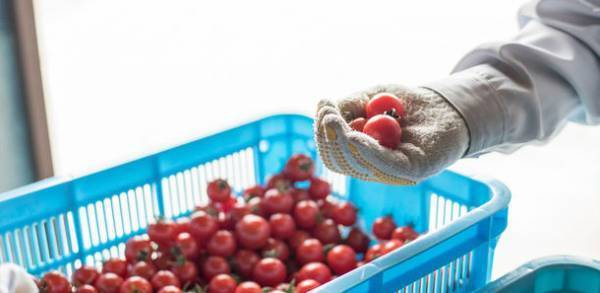 瀬戸内の甘い宝石ミニトマト『スイートルビー』が日本野菜ソムリエ協会主催「第1回全国ミニトマト選手権」で金賞受賞！