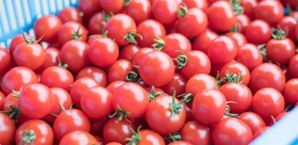 瀬戸内の甘い宝石ミニトマト『スイートルビー』が日本野菜ソムリエ協会主催「第1回全国ミニトマト選手権」で金賞受賞！