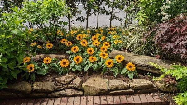 ウクライナの平和を祈って黄色の花で日本全国を埋めつくすウクライナfamilyプロジェクトスタート　第1回目は渋谷の街を黄色に彩る！