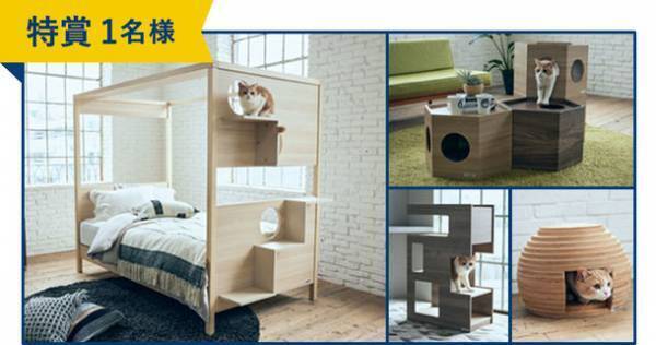 「メディファス アドバンス 2種の尿石ケア」発売に伴い、「全国統一 猫の尿石検定」キャンペーンを開催！