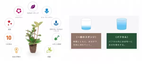 土を使わない生きた観葉植物専門店「みどりの葉奏音(ハート)」4月27日にコピス吉祥寺に期間限定ポップアップストアを開設