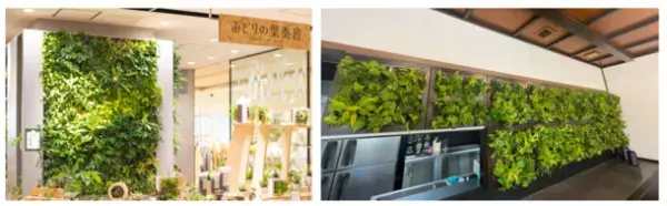 土を使わない生きた観葉植物専門店「みどりの葉奏音(ハート)」4月27日にコピス吉祥寺に期間限定ポップアップストアを開設