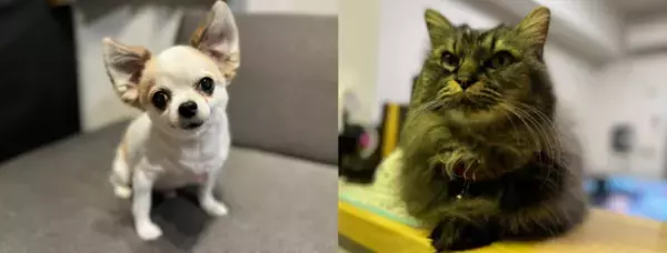 犬猫の感染症へ、新しい感染症治療法であるファージセラピーを実用化するための研究の費用を集めるクラウドファンディングを4月25日より開始