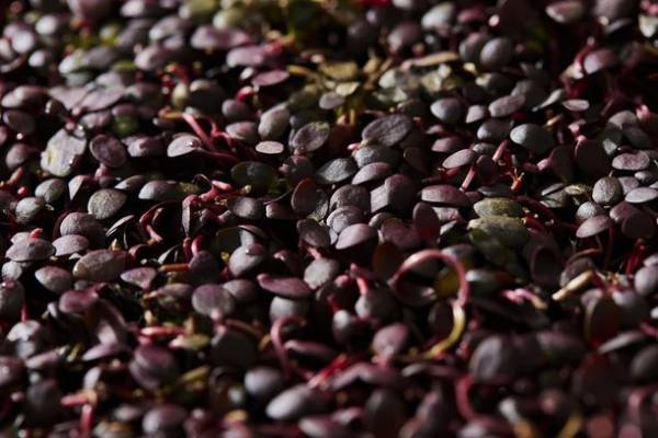 失われゆく高機能植物『紅タデ』で化粧品を開発。生産者支援のクラウドファンディングで130％達成！