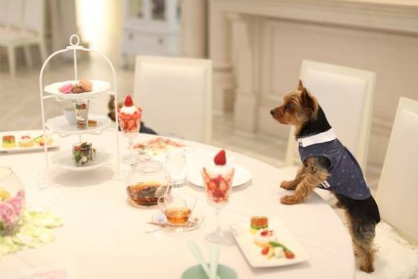 湘南鎌倉クリスタルホテル、5月～6月にワンワンイベントを開催　大切な愛犬との思い出作りができるイベント3種を実施