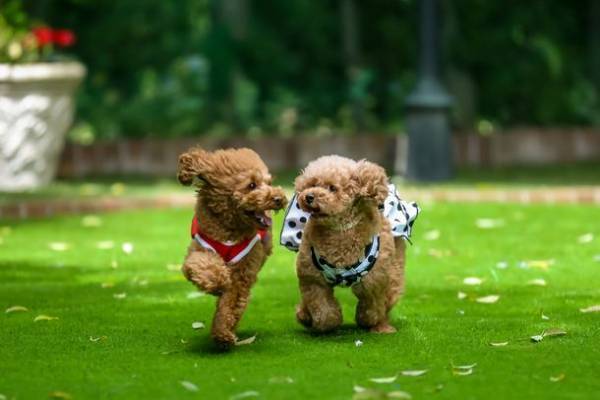 湘南鎌倉クリスタルホテル、5月～6月にワンワンイベントを開催　大切な愛犬との思い出作りができるイベント3種を実施