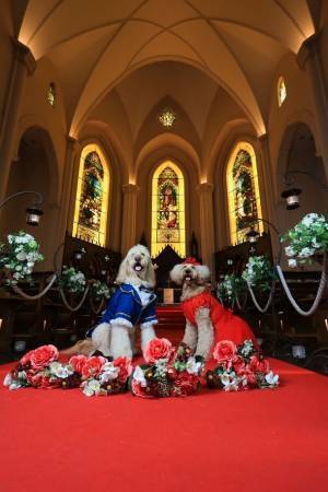 湘南鎌倉クリスタルホテル、5月～6月にワンワンイベントを開催　大切な愛犬との思い出作りができるイベント3種を実施