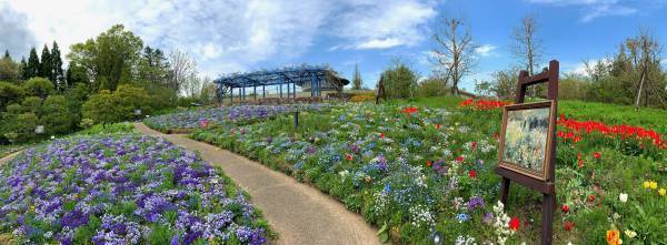 比叡山ドライブウェイ×ロテルド比叡共催さくらと青もみじが美しい春の比叡山でGWスペシャル企画を開催