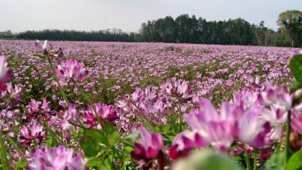 伊勢の老舗養蜂場、れんげ草の花から採れた貴重な“はちみつ”　「蜜匠新蜜れんげ」「蜜匠新蜜花々」予約受付を5月12日に開始！