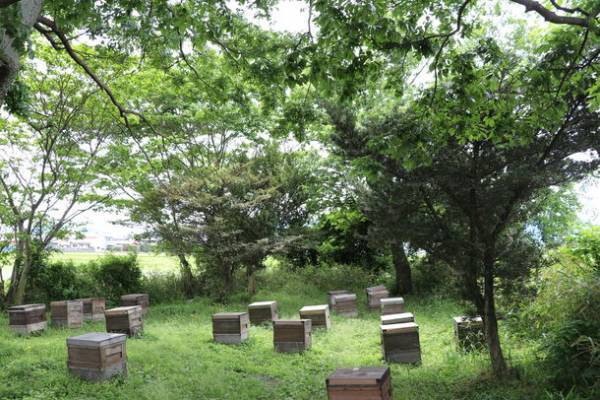 伊勢の老舗養蜂場、れんげ草の花から採れた貴重な“はちみつ”　「蜜匠新蜜れんげ」「蜜匠新蜜花々」予約受付を5月12日に開始！