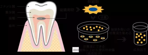 エイジングケア分野で注目の“ヒト乳歯幹細胞培養上清液”を使用したオリジナルフェイスパック「凛プロスキンパック」が登場