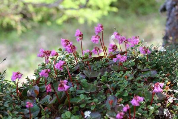 都内から車で2時間半　「花高原」と言われる湯の丸高原のつつじ祭り開催！