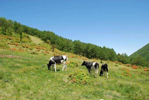 都内から車で2時間半　「花高原」と言われる湯の丸高原のつつじ祭り開催！