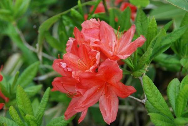 都内から車で2時間半　「花高原」と言われる湯の丸高原のつつじ祭り開催！