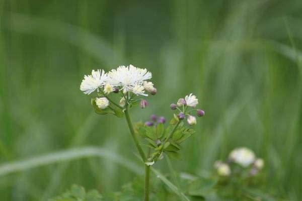 都内から車で2時間半　「花高原」と言われる湯の丸高原のつつじ祭り開催！