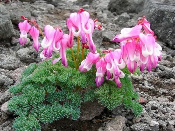 都内から車で2時間半　「花高原」と言われる湯の丸高原のつつじ祭り開催！