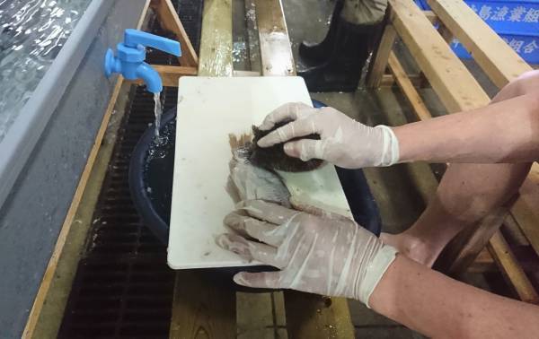 鮒ずし作り体験クルーズ2022