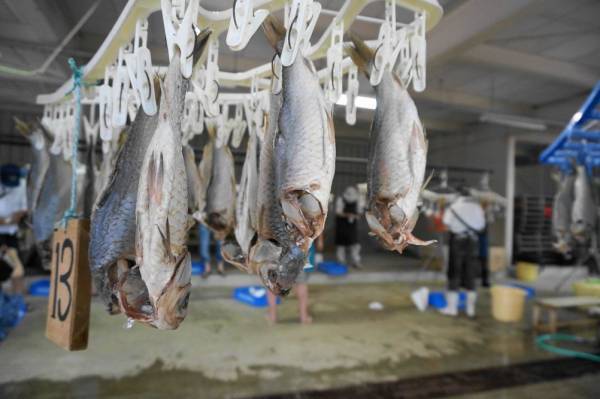 鮒ずし作り体験クルーズ2022