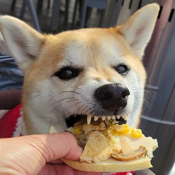 愛犬にもピザーラお届け！犬用ピザ「コミフデリ　ピザーラテリヤキチキン」がPIZZA-LA店舗にて宅配開始