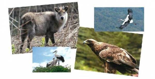 大規模風力発電・メガソーラー問題に取り組む宮城・青森の団体が集まり　2022年5月22日(日)13時～　シンポジウム「東北の山の今と未来を考える」を開催　再エネにより豊かな森林や地域の生活が脅かされていることを知ってください