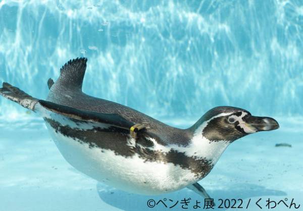 夏を感じる納涼アート！ペンギン×金魚の競演「ペンぎょ展 2022」　パワーアップして6/17～東京で開催！限定・新作グッズも販売